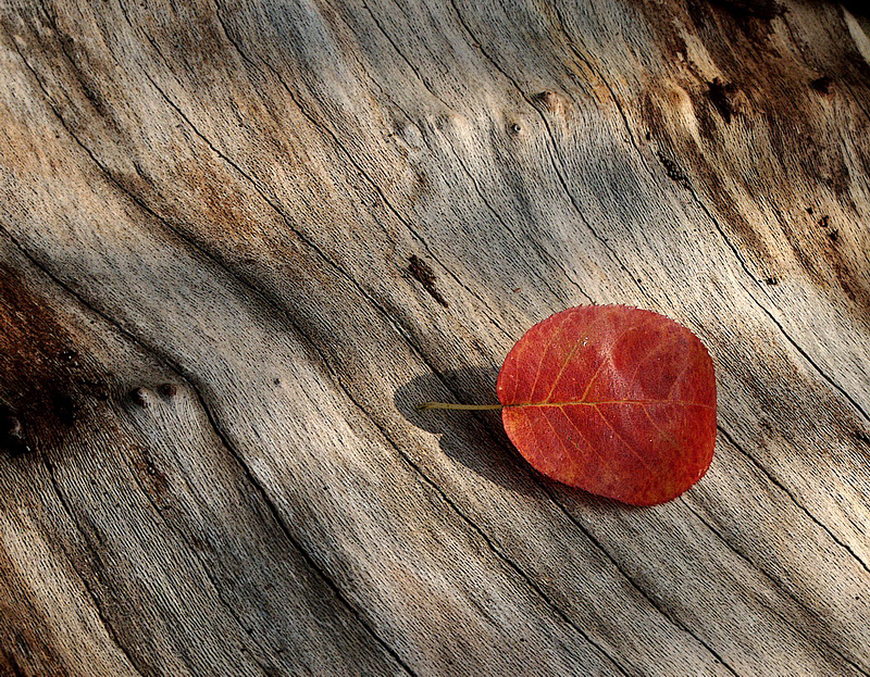 Blatt PICT2031_Bildgröße ändern.jpg - DCF 1.0